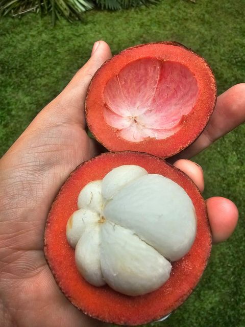 Premium Indonesia Fresh Mangosteen with Fresh Green Petal Shape Spherical Origin Indonesia Texture Soft And Creamy Place of Origin Indonesia - Image 2