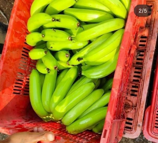 CAVENDISH BANANA - Image 4