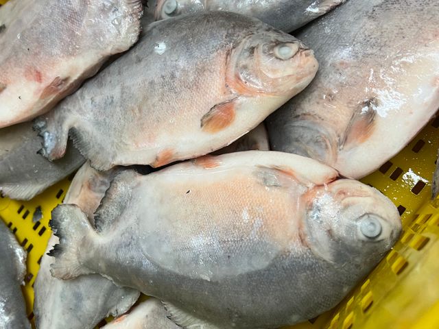 Top selling frozen black pomfret for wholesales export - Image 2