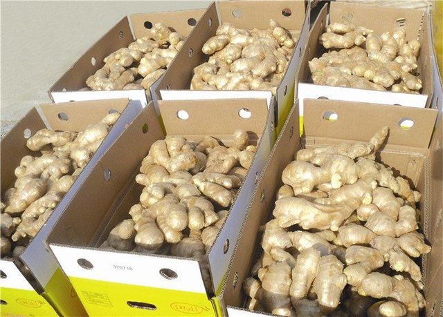 China High Quality Ginger for Wholesale - Image 2