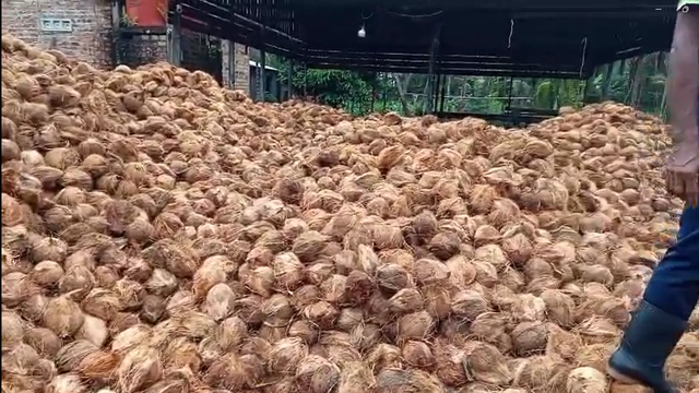 Fresh Coconut Organic Natural Grade Mix Grade Color Light Brown Packaging Net Bag Port Jakarta-Indonesia Weight (kg) 700 Gram Up - Image 1