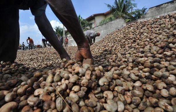 RAW CAHSEW NUTS / RAW CAHSEW NUTS in SHELL, CASHEW KERNELS, RAW CASHEW GARDE WW180, WW240, WW320, WW450 for SALE WHATSAP +255762500052 - Image 4
