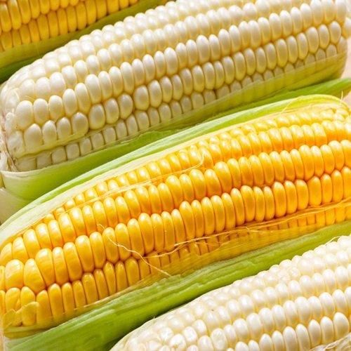 Pure Natural Yellow Corn High Nutrition Whole Corn Cheap Bulk Wholesale Price - Image 3