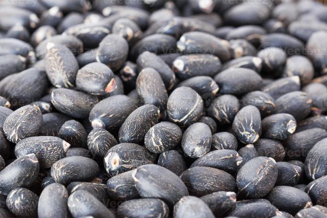 Premium Quality Jatropha Curcas Seeds – Non-Edible Oil Seeds for Biofuel & Agriculture - Image 2