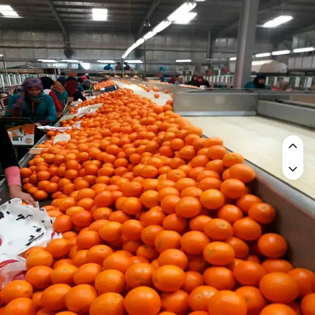 Organic Fresh Citrus Fruit-Valencia & Mandarin Oranges From Florida HMSAI Brand at Best Price - Image 1