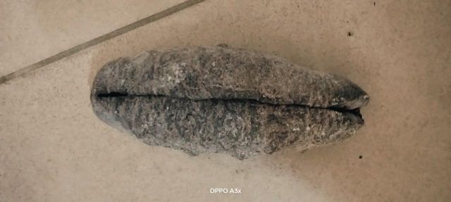 Dried Sea cucumbers - Image 9