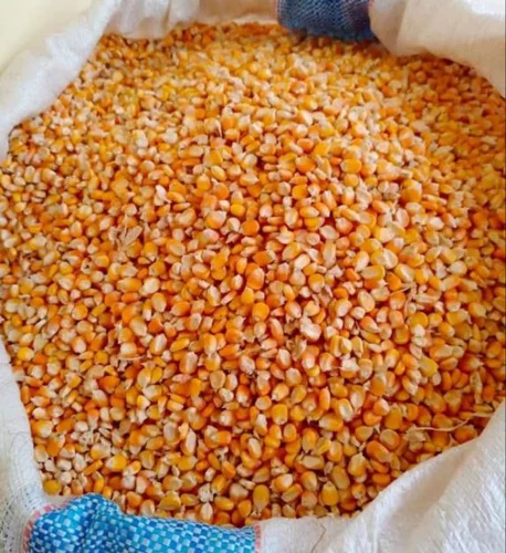Whole Yellow Maize - Image 2
