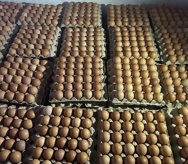 Grade AA Fresh Chicken Eggs Brown,White Large Size | Premium quality 30 Eggs,18 Eggs,12 Eggs OEM Available - Image 4