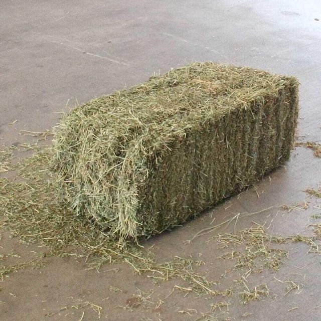 Superior Alfalfa Hay For Livestock Nutrition Featuring Clean Green Leaves And High Feed Palatability - Image 3
