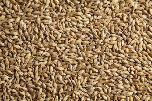 Feed Wheat Animal Feed - Image 1