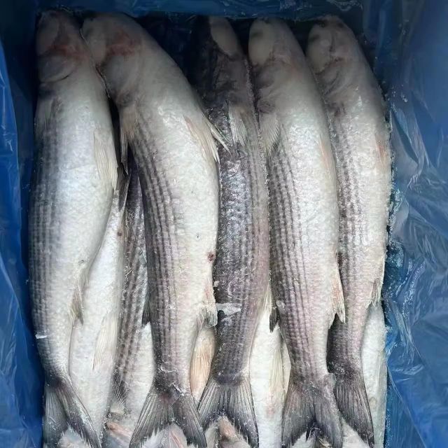 fresh seafood wholesale good quality grey mullet fish gutted Frozen grey mullet - Image 2