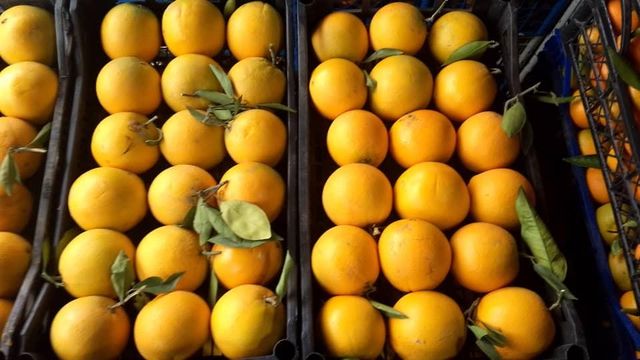 Fresh Orange Thomson Algéria - Image 3