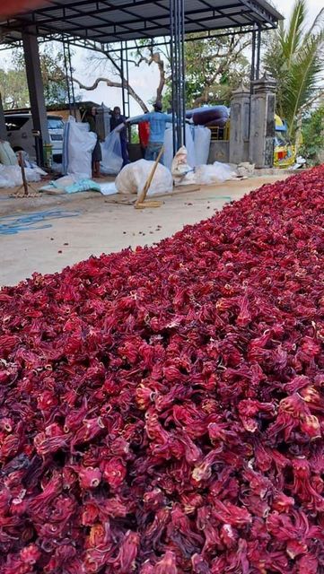 Naturally Dried Hibiscus Sabdariffa Flower 100% Pure - Image 4