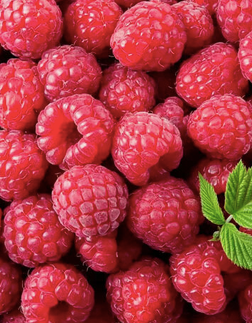 Fresh and frozen Strawberry, Blueberry, Raspberry, Black-berry. Wholesale Delicious Fresh Strawberry Fruit - Image 3