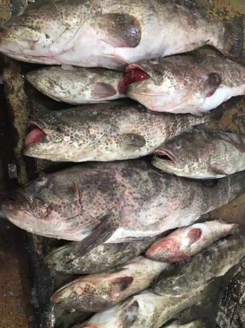 Fresh Chilled Spotted Grouper Payment Terms LC & TT Shipping Method By Air - Image 1
