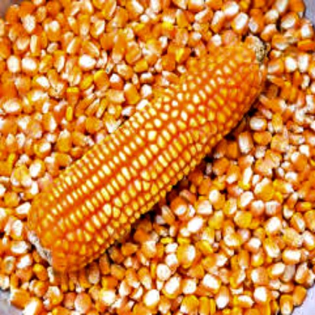 Sun Dried Farm Harvest White/Yellow Maize Featuring Bright Kernels For Import Buyers Looking For Premium Grain Sources - Image 2
