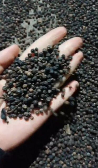 BLACK PEPPER - Image 1