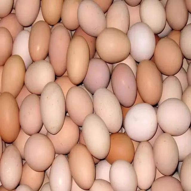 Hatching Eggs Ross 308 Premium Quality with Fast Delivery from trusted suppliers at wholesale prices - Image 3