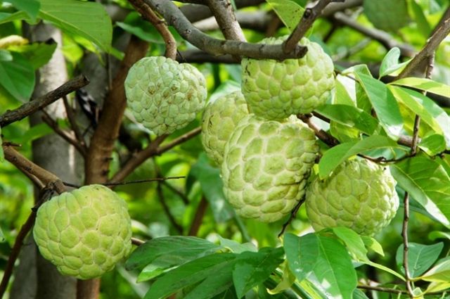 Fresh Custard Apple Vietnam High - quality and Best price for Export ready to export EU, ASIA Market - Image 3