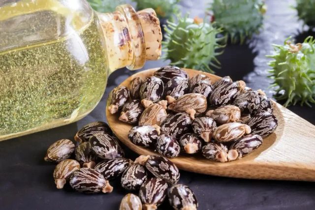 Export Grade Cold Pressed Flavored Castor Oil Superior Quality Grade a 90% Purity ISO Certified 2 Year Shelf Life - Image 4