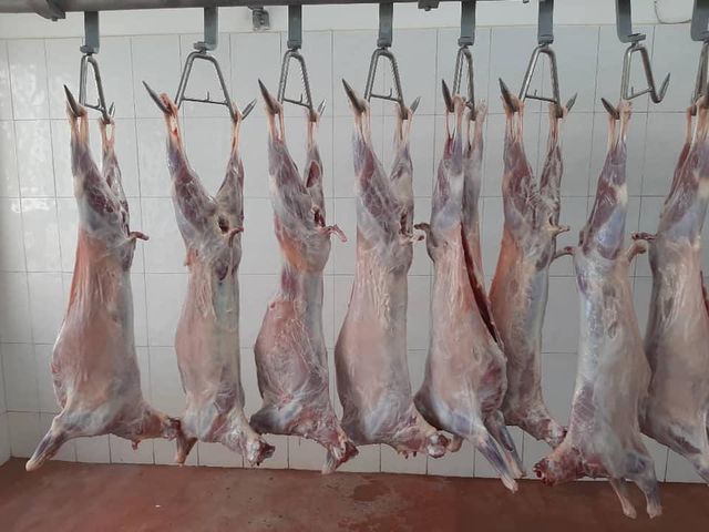 Lamb - Image 1