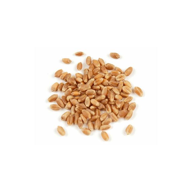 Wholesale wheat grains maintained for continuous trade and high quality resale - Image 4