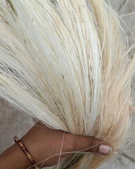 Premium Sisal Fibre For Rope Making Twine Production Handicrafts Packaging Agricultural Uses And Industrial Processing - Image 3