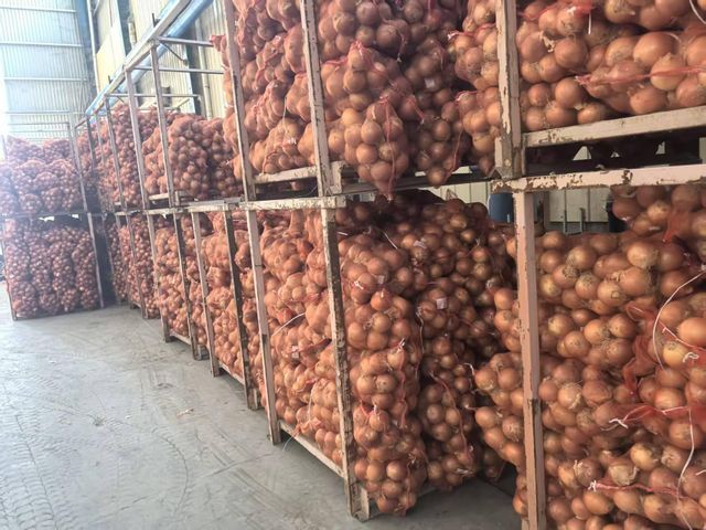 Fresh Yellow Onion 5‑7cm China Origin, Mesh Bag & Carton Packing, For Africa Middle East Market, Reefer Shipment - Image 4
