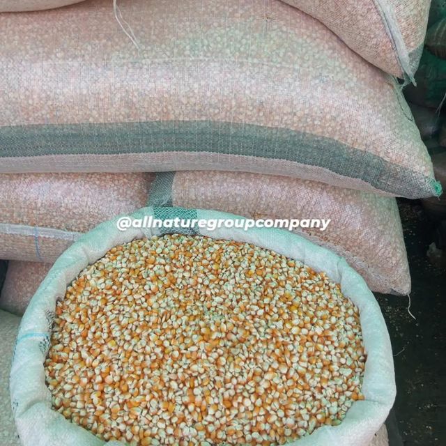 YELLOW CORN MAIZE - Image 1