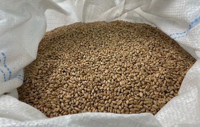 FEEDING WHEAT (GRADE 4) FOR ANIMAL FEED (Export to SE Asia & North Africa) - Image 1