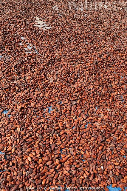 coca beans – product photo 3, product detail gallery
