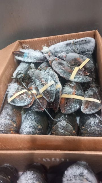 CONSISTENT DELIVERY OF TOP-TIER SEAFOOD EUROPEAN LOBSTER(Homarus gammarus) PRESTIGIOUS FROZEN WHOLE LOBSTER 10KG CARTONS - Image 1