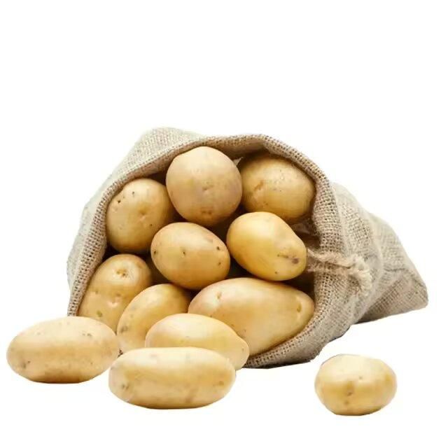 Export Quality Fresh Potato Natural Vegetables Fresh farm healthy Potatoes at Low Prices Wholesale – product photo 4, product detail gallery