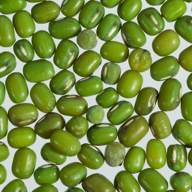 Natural Green Mung Beans for Sale Bulk Green Mung Beans Premium Quality Healthy Protein Rich Legume Product - Image 3