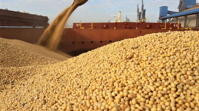 Hot Sale Bulk Yellow Soybeans for Sale - Image 4