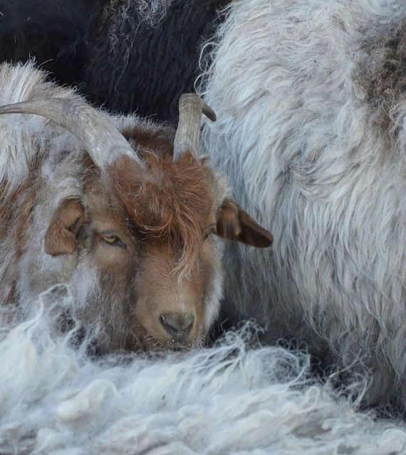Frozen Goat Meat Full Carcass - Image 1
