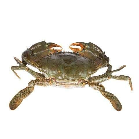 Fresh Crabs Premium Ocean Harvest With High Meat Yield For Frozen Seafood Distribution And International Buyer Supply - Image 1