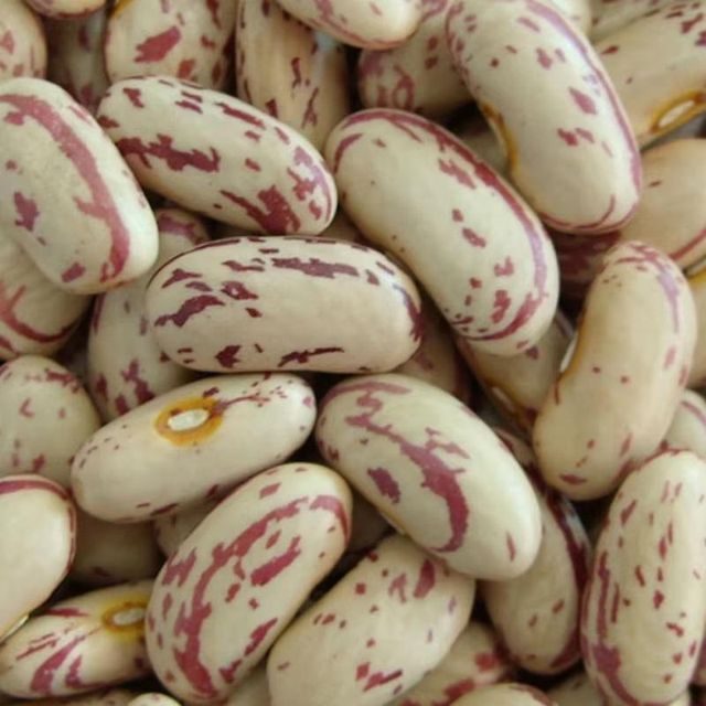 High Quality Dried Mottled Pinto Beans 25kg Food Grade in Bulk Packaging - Image 5