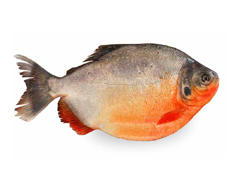 Pacu / Cachama Flavor Mild Meat Type White Meat Weight Range 400 - 800 G Per Unit Color Bright Silver Skin, Deep Red - Image 1
