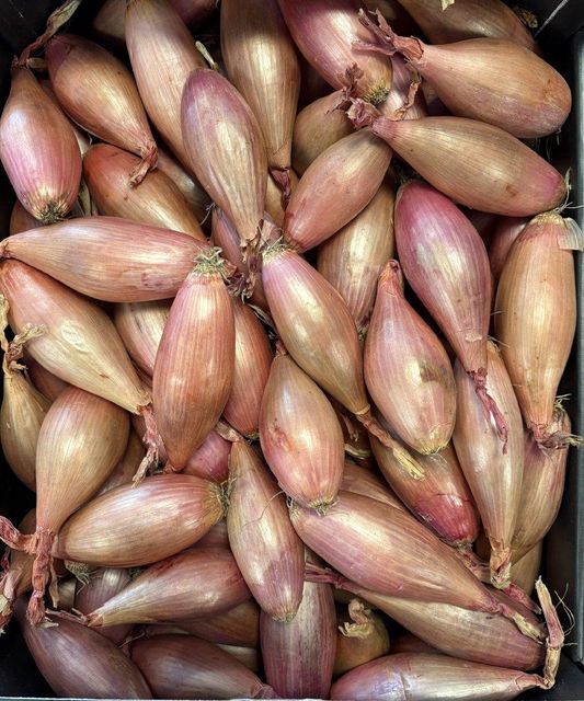 Holland & France Shallot - Image 1