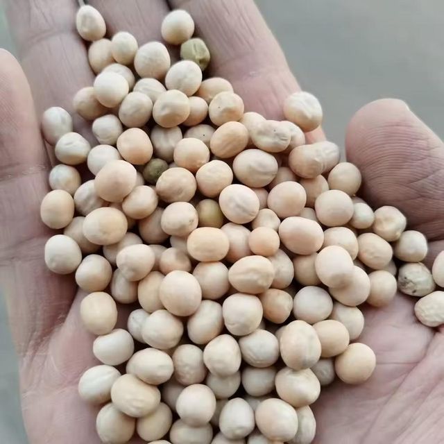 High Grade White Peas Suitable For Food Processing And Cooking With Clean Surface And Uniform Grain Size - Image 1