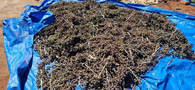 Castor beans - Image 3