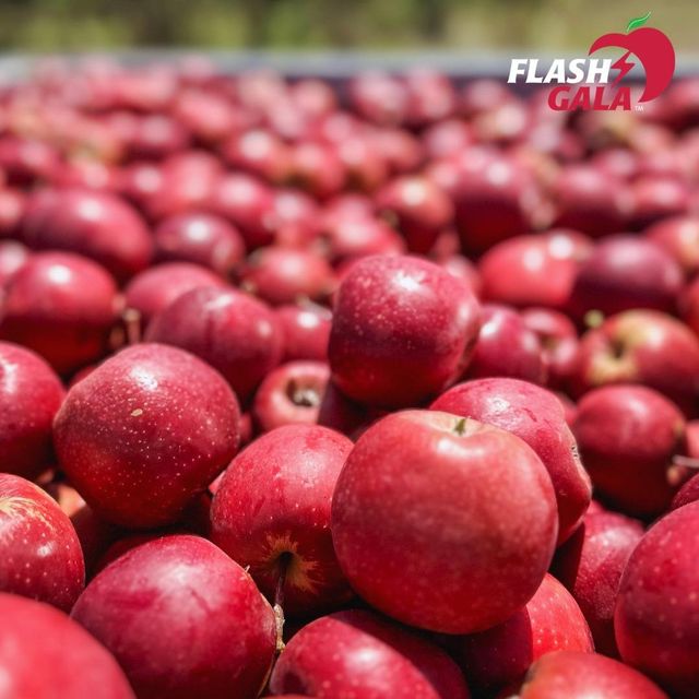 Flash Gala Apples for sale export quality - Image 4