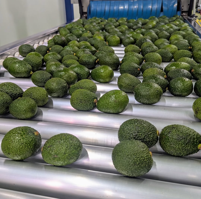 Fresh Harvest – Premium Healthy Avocados | New Zealand Origin 24 Pieces per Box For Sale - Image 4