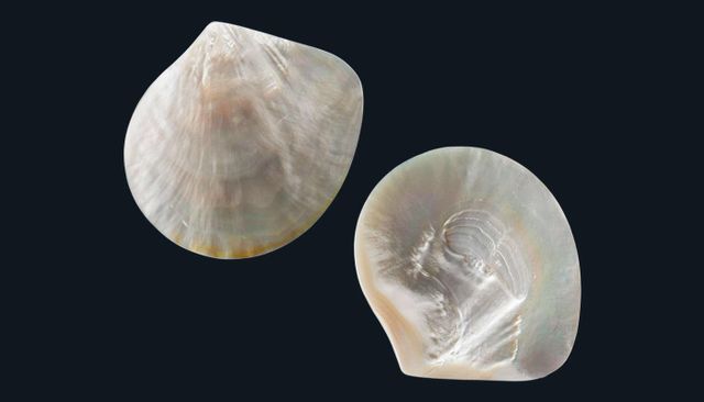 Mother of Pearl Origin Indonesia Quality Export Grade Material Natural Mother Of Pearl Treatment Untreated, Chemical-free - Image 3