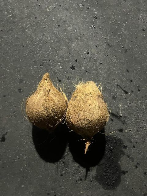 Semi Husked Coconut Grade Ab Origin Indonesia Oil Content High Moisture Content ≤ 13% Meat Thickness ≥ 12 Mm Shell Condition Hard, Uncracked, Intact - Image 4