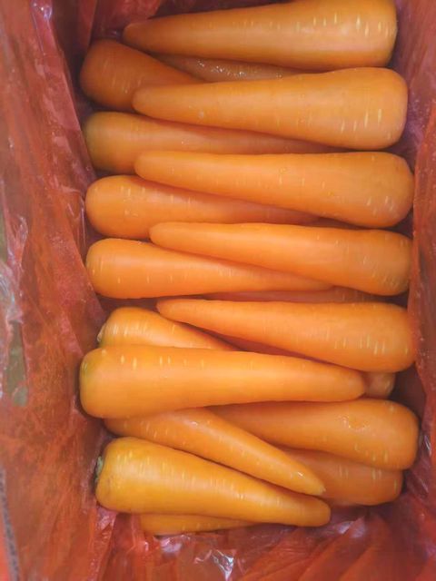 High Quality Chinese Carrots with Bright Clor and Firm Texture - Super vegetables and fruits CO - China High Quality Chinese Carrots with Bright Clor and Firm Texture - Super vegetables and fruits CO - China High Quality Chinese Carrots with Bright Clor and Firm Texture - Super vegetables and fruits CO - China High Quality Chinese Carrots with Bright Clor and Firm Texture - Super vegetables and fruits CO - China High Quality Chinese Carrots with Bright Clor and Firm Texture - Image 4