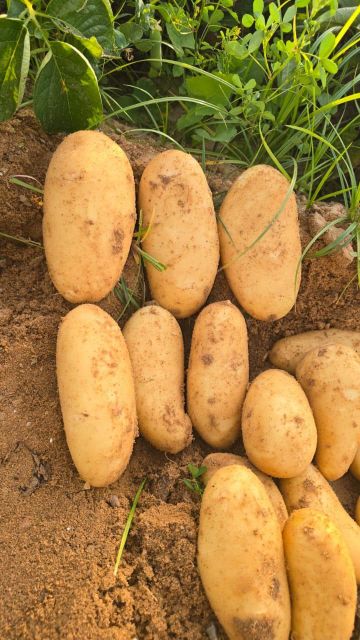 Potatoes - Image 2