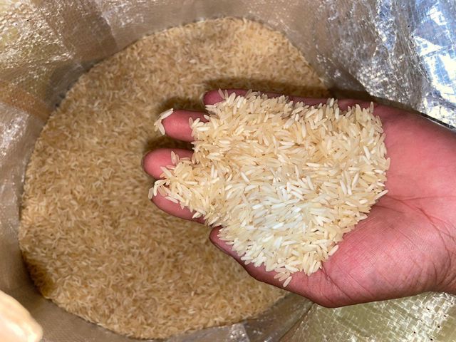 Rice - Image 4
