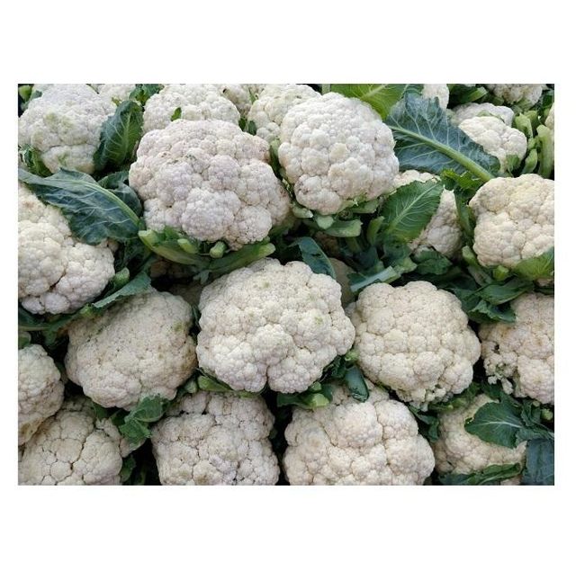 Fresh Cauliflower Cheap Price Fresh Vegetables New Crop Grade A Texture Crisp Max. Moisture (%) 5 Type fresh cauliflower - Image 2